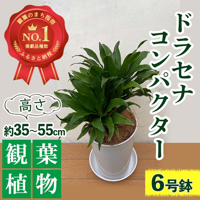 楽天市場】【ふるさと納税】＜先行予約受付中！2025年1月中旬以降順次発送＞ストレリチア・レギネ(極楽鳥花) (鉢底より高さ60cm～80cm 前後・ホワイト鉢・受け皿付)南国鹿児島県で育った 観葉植物！※北海道・沖縄・離島配送不可※ 植物 鉢付 おしゃれ プレゼント ギフト ...