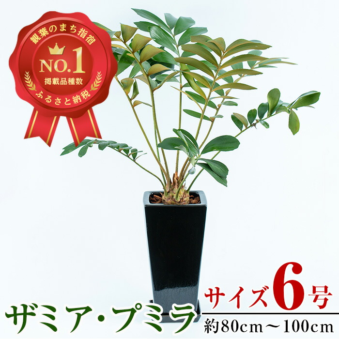 ふるさと納税 観葉植物 ザミア プミラ8号ホワイト鉢 専用受け皿付き トロピカルフルーツ プランツ 鹿児島県指宿市 ソーサー 受け皿