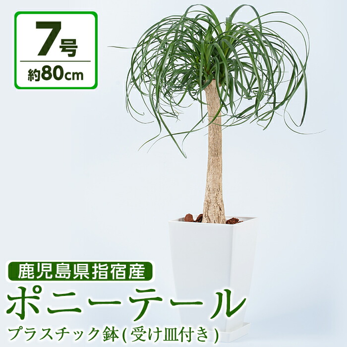 楽天市場 ふるさと納税 観葉植物 ポニーテール7号サイズ プラスチック鉢 受け皿付き 鎌ヶ迫園芸場 鹿児島県指宿市