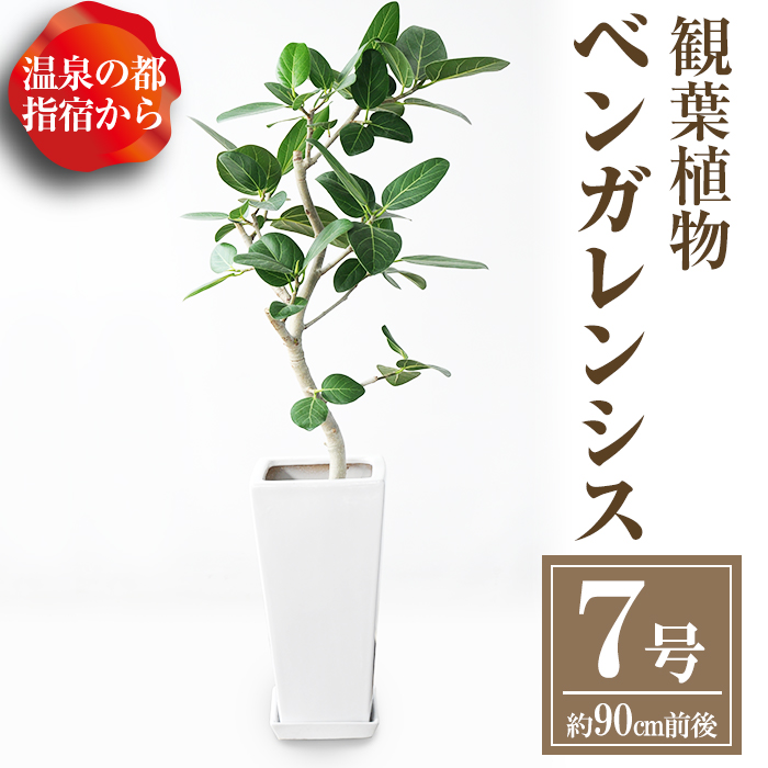 特産品 明るくおしゃれな雰囲気の観葉植物 南国指宿からお届け ご自宅はもちろんオフィスやカフェ レストランにも 温室から直接 ふるさと納税 ふるさと納税 観葉植物 泉都 鹿児島県指宿市 7号鉢 90cm前後 受皿付 管理方法の説明ペーパー付き 温泉の都指宿