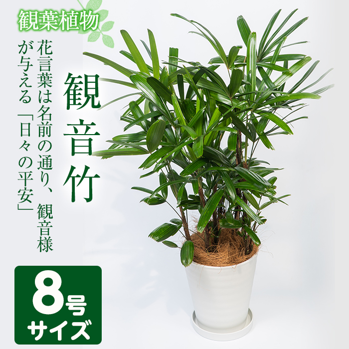 指宿市 花 観葉植物 特産品 観音竹8号サイズ 約100cm前後 ふるさと納税 鹿児島県指宿市 国産 ふるさと納税 観葉植物 でお部屋をおしゃれに 幅広い人気の植物 花言葉は観音様が与える 日々の平安 南国鹿児島で育った観葉植物 インテリアや贈り物に