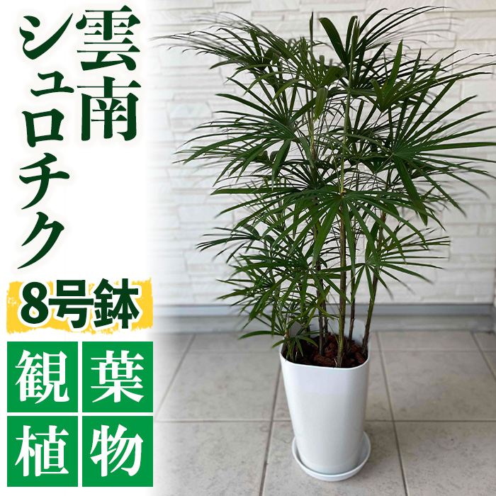 特産品 観葉植物 雲南シュロチクは希少性が高く 細葉で緑の濃い葉が高級感と癒しを与えます 指宿市 棕櫚竹 雲南シュロチク8号鉢 背丈約100cm お部屋のインテリアに 南国指宿から観葉植物 花 観葉植物 ふるさと納税 シュロチク ふるさと納税 鹿児島県指宿市