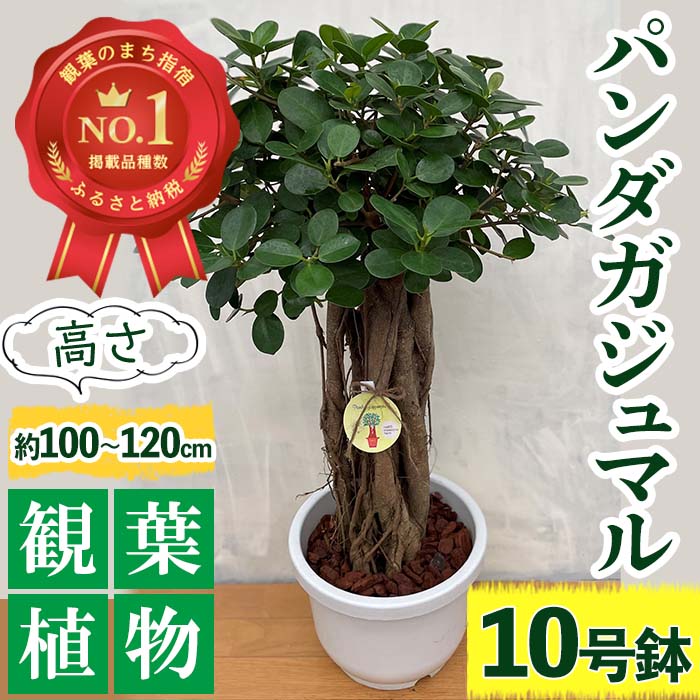 今季も再入荷 パンダガジュマル10号リン鉢 鉢底から100〜120cm