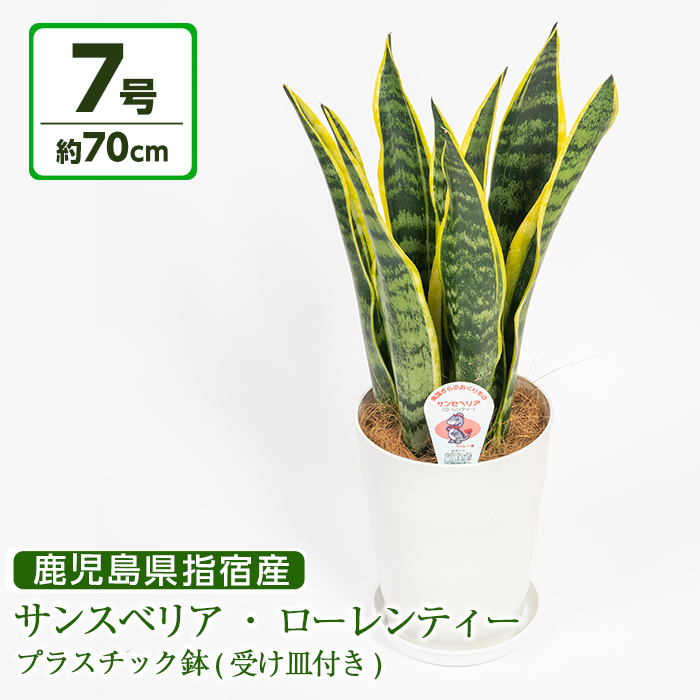 安心発送即出荷 特産品 観葉植物 指宿市 インテリア 花 ガーデン Diy 鎌ヶ迫園芸場 ふるさと納税 観葉植物 サンスベリア ローレンティー7号サイズ 全体約70cm前後 プラスチック鉢 受け皿付き ふるさと納税 花言葉 永久 不滅 観葉植物の名