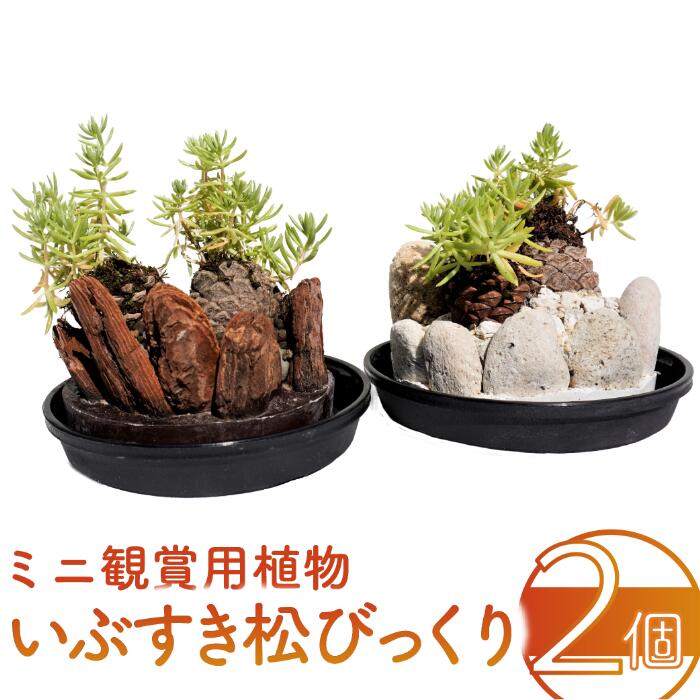指宿市 献ずる金の役立つこと