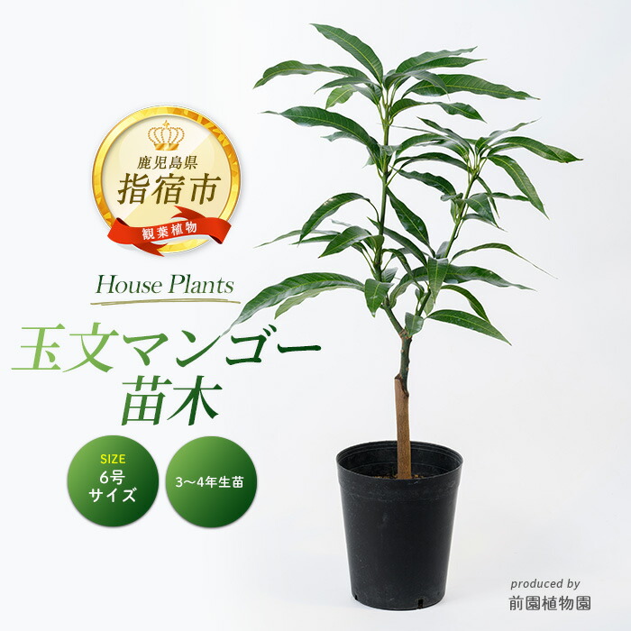 楽天市場】マンゴーの木 【玉文】 極太超特大苗 【大型宅配便】 北海道
