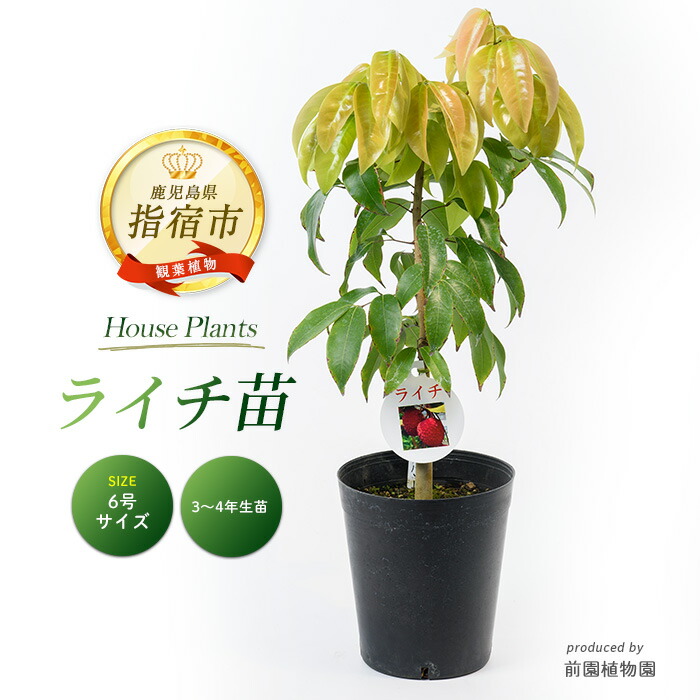 ライチ苗　６号　品種　サカーン　接木 ライチ苗 接木 6号サイズ - メルカリ