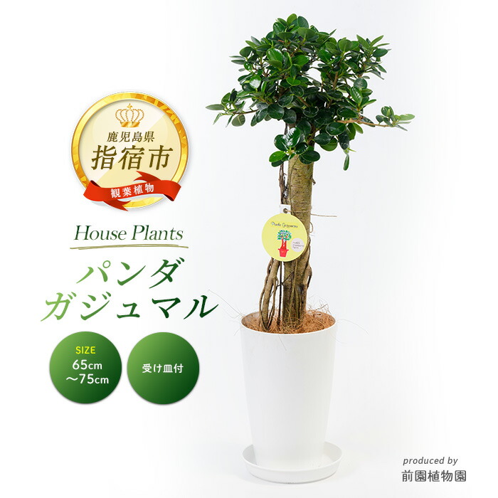 楽天市場】【パンダガジュマル 7号リン鉢 背丈約60cm前後