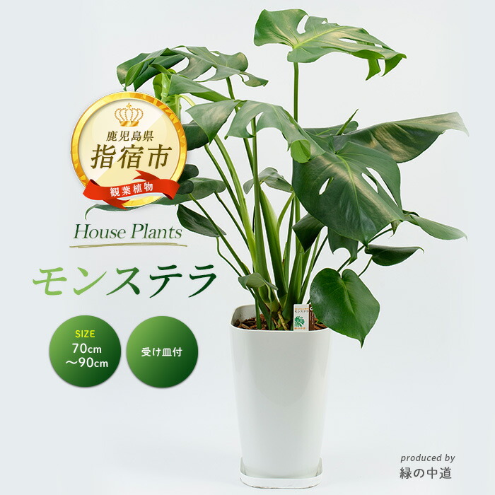 モンステラ 鉢・受け皿付き