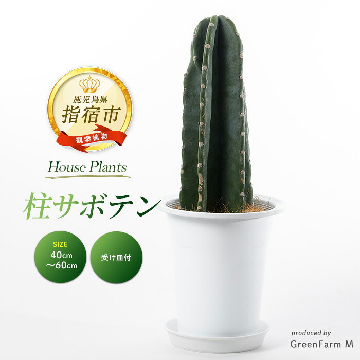 【ふるさと納税】＜2026年3月上旬以降順次発送＞柱サボテン(鉢底より40cm～60cm) ※北海道・沖縄・離島配送不可※ サボテン さぼてん 観葉植物 鉢 おしゃれ インテリア グリーン 【Green Farm M】