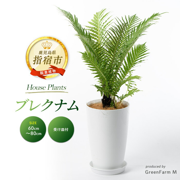 【ふるさと納税】ブレクナム 60cm～80cm ※北海道・沖縄・離島配送不可※ 南国鹿児島県で育った 観葉植物！植物 鉢付 インテリア 室内 オフィス おしゃれ プレゼント ギフト 開店祝い 移転祝い マイナスイオン【Green Farm M】｜鹿児島県指宿市