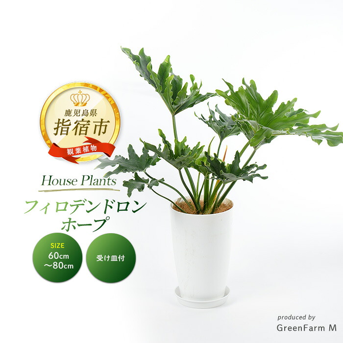 【ふるさと納税】フィロデンドロン・ホープ 60cm～80cm ※北海道・沖縄・離島配送不可※ 南国鹿児島県で育った 観葉植物！植物 鉢付 インテリア 室内 オフィス おしゃれ プレゼント ギフト 開店祝い 移転祝い マイナスイオン【Green Farm M】｜鹿児島県指宿市