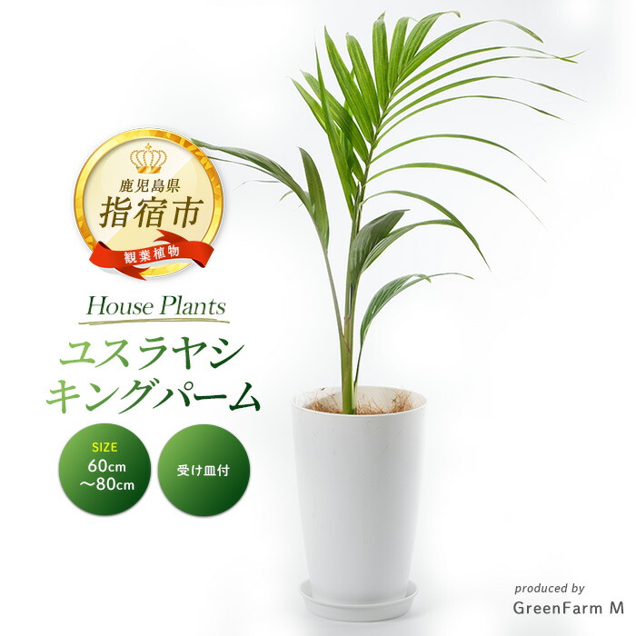 楽天市場】キングパーム 10号 ユスラヤシ ヤシ 観葉植物 インテリア