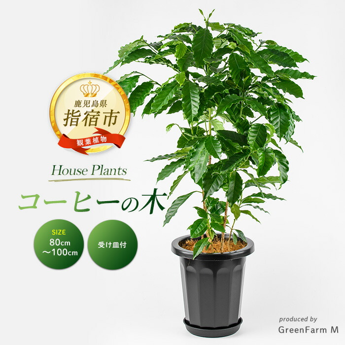 【ふるさと納税】コーヒーの木 80cm～100cm 植物 鉢付 インテリア 室内 オフィス おしゃれ プレゼント ギフト 開店祝い 移転祝い マイナスイオン ※北海道・沖縄・離島配送不可【Green Farm M】｜鹿児島県指宿市