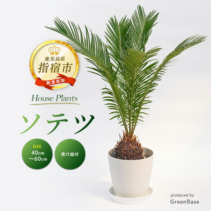 【ふるさと納税】＜2026年1月中旬以降順次発送＞ソテツ40cm～60cm 南国鹿児島県で育った 観葉植物！植物 鉢付 インテリア 室内 オフィス おしゃれ プレゼント ギフト 開店祝い 移転祝い ※北海道・沖縄・離島配送不可【Green Base】
