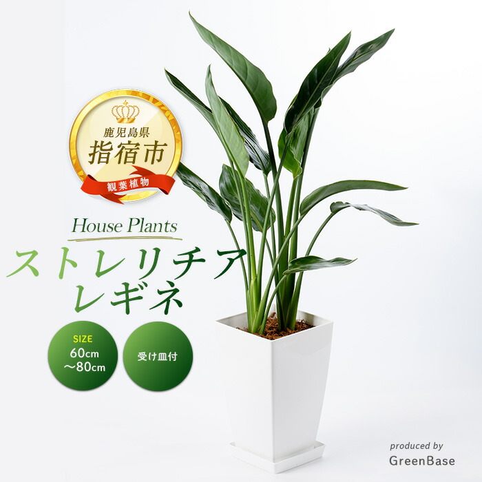 【ふるさと納税】＜2026年1月中旬以降順次発送＞ストレリチア・レギネ(極楽鳥花) (鉢底より高さ60cm～80cm前後・ホワイト鉢・受け皿付) 南国鹿児島県で育った 観葉植物！※北海道・沖縄・離島配送不可※ 観葉植物 鉢 おしゃれ 大型 【GreenBase】｜鹿児島県指宿市