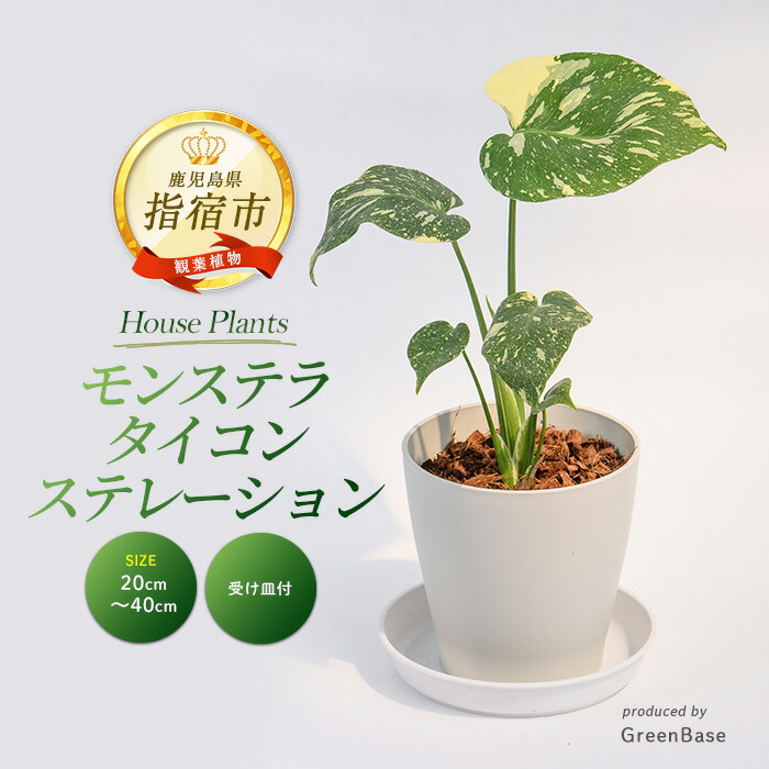 【ふるさと納税】＜2026年3月上旬以降順次発送＞モンステラ・タイコンステレーション 20cm～40cm 南国鹿児島県で育った 観葉植物！植物 鉢付 インテリア 室内 オフィス おしゃれ プレゼント ギフト 開店祝い 移転祝い ※北海道・沖縄・離島配送不可【Green Base】