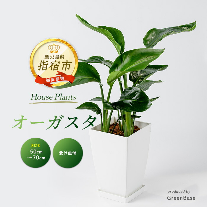 楽天市場】【ふるさと納税】＜2026年1月中旬以降順次発送＞オーガスタ