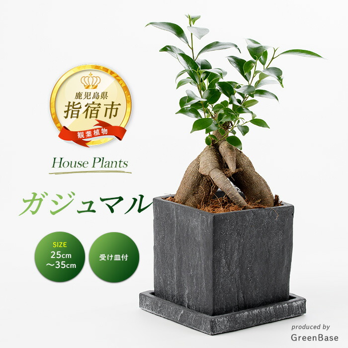 楽天市場】【ふるさと納税】ミニ観賞用植物 『いぶすき松びっくり』(2