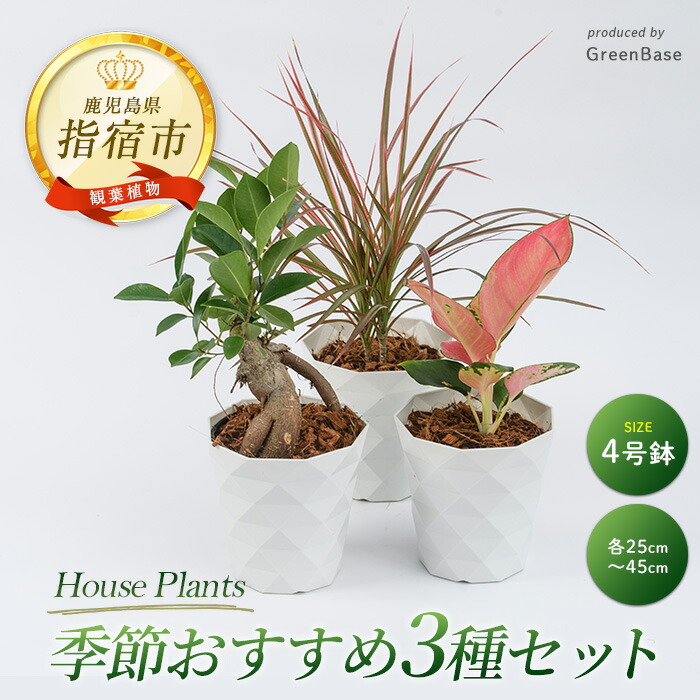 【ふるさと納税】<2026年3月中旬以降順次発送>店主におまかせ!季節おすすめ3種セット4号鉢×3 南国鹿児島県で育った 観葉植物!植物 鉢付 インテリア 室内 オフィス おしゃれ プレゼント ギフト 開店祝い ※北海道・沖縄・離島配送不可※【GreenBase】|鹿児島県指宿市