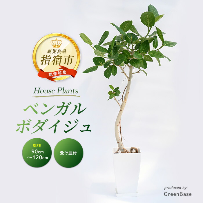 楽天市場】【ふるさと納税】雲南シュロチク8号鉢(100〜120cm)受け皿付 