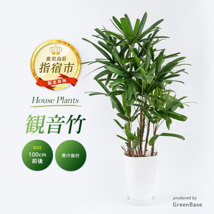 楽天市場】【ふるさと納税】＜2026年1月中旬以降順次発送＞シュロチク