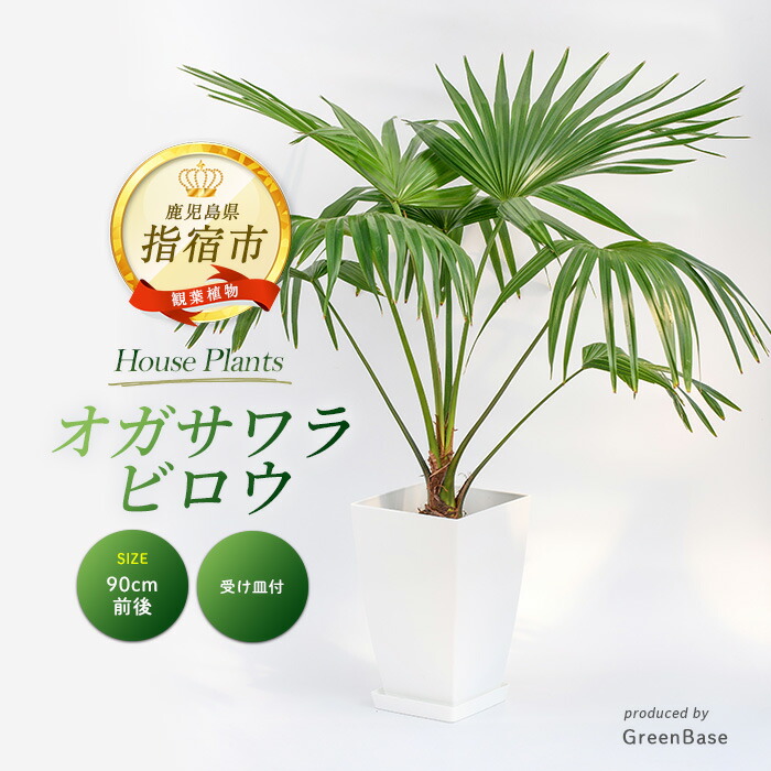 指宿市 献ずる金の役立つこと