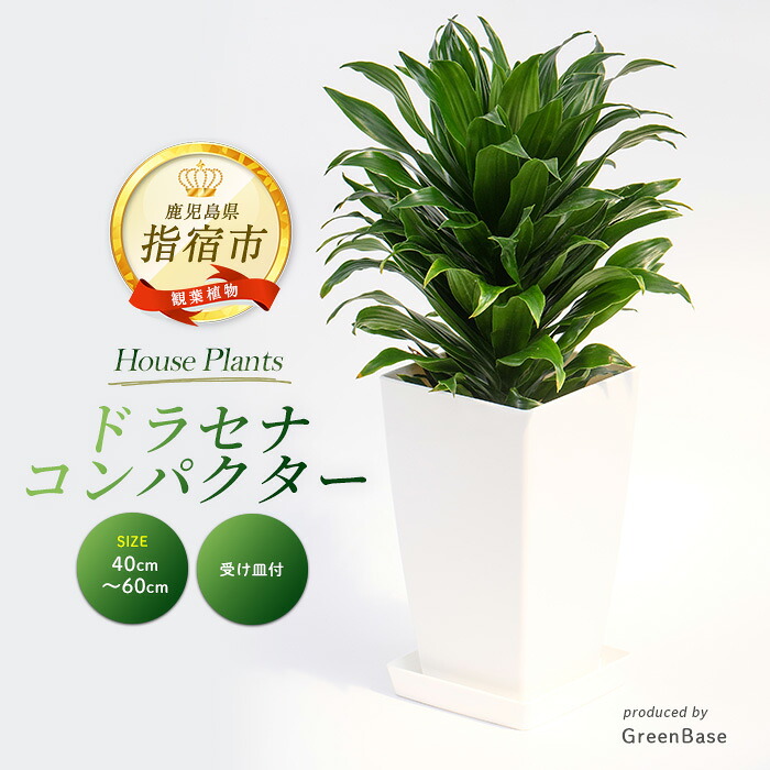 【ふるさと納税】<2026年1月中旬以降順次発送>ドラセナ・コンパクター(鉢底より40cm~60cm)南国鹿児島県で育った観葉植物! ※北海道・沖縄・離島配送不可※ ドラセナ 植物 鉢付 インテリア 室内 オフィス おしゃれ プレゼント ギフト 開店祝い【GreenBase】|鹿児島県指宿市