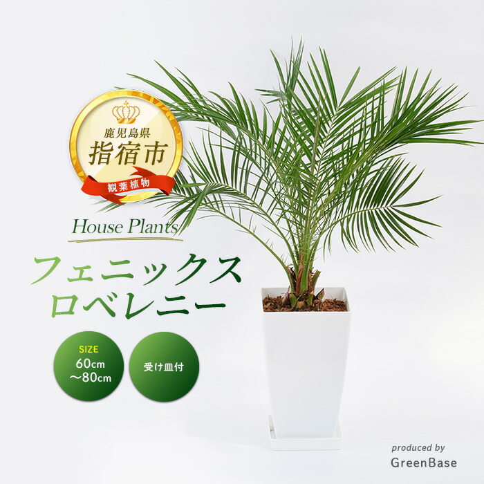 確認！フェニックスロベレー⑦ 楽天市場】【再入荷】フェニックス ロベレニー 7号セラアート