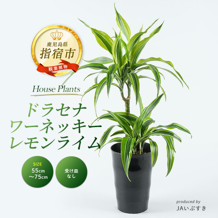 指宿市 奉加金金の役立つこと