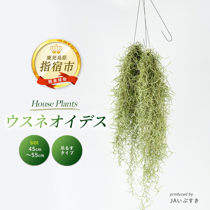 【ふるさと納税】＜2026年4月上旬以降順次発送＞【観葉植物】ウスネオイデス 45cm～55cm 植物 グリーン おしゃれ インテリア 室内 エアプランツ インテリアグリーン ※北海道・沖縄・離島配送不可※ 【JAいぶすき】
