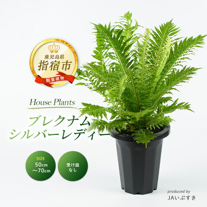 指宿市 奉加金金の役立つこと 観葉植物-花・ガーデン・DIY
