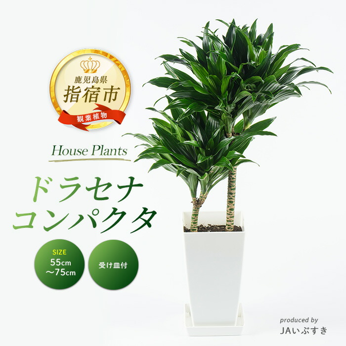 【ふるさと納税】＜2026年4月上旬以降順次発送＞【観葉植物】ドラセナ・コンパクタ 55cm～75cm ※北海道・沖縄・離島配送不可※ 観葉植物 植物 グリーン 鉢 おしゃれ 大型 インテリア 室内 開店祝い 新築祝い オフィス ギフト マイナスイオン コンパクト 【JAいぶすき】 11,400円