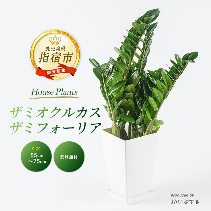 【ふるさと納税】＜2026年4月上旬以降順次発送＞【観葉植物】ザミオクルカス・ザミフォーリア 55cm～75cm ※北海道・沖縄・離島配送不可※ 観葉植物 植物 グリーン 鉢 おしゃれ 大型 インテリア 室内 開店祝い 新築祝い オフィス ギフト マイナスイオン 【JAいぶすき】 20,600円