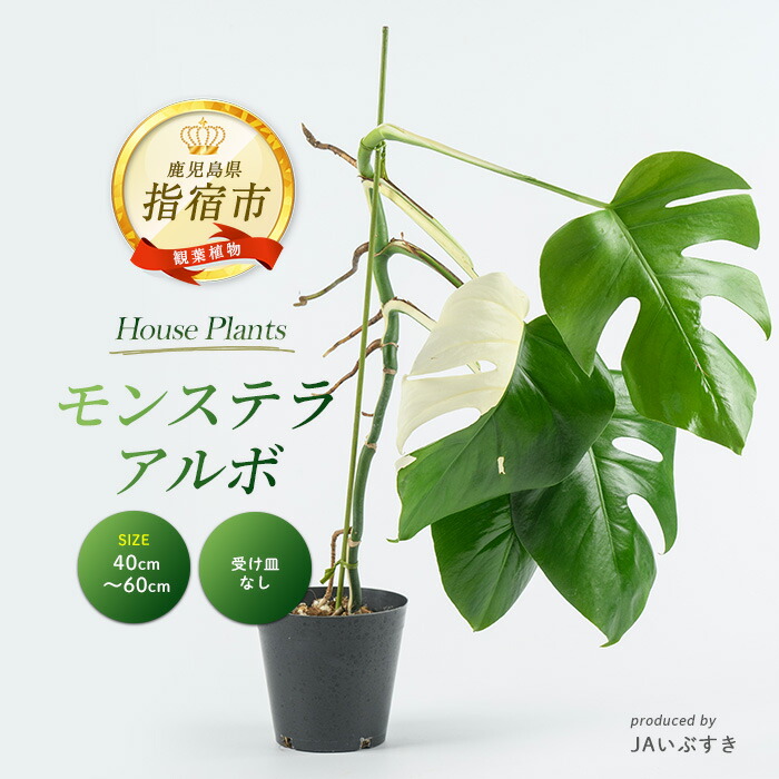 指宿市 献ずる金の役立つこと
