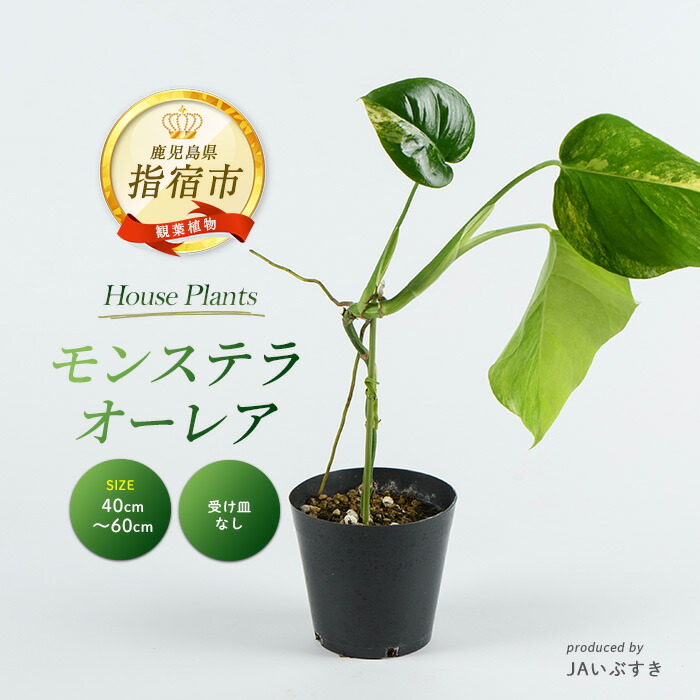【ふるさと納税】＜2026年4月上旬以降順次発送＞【観葉植物】モンステラ・オーレア 40cm～60cm ※北海道・沖縄・離島配送不可※ 観葉植物 植物 グリーン 鉢 おしゃれ 大型 インテリア 室内 開店祝い 新築祝い オフィス ギフト モンステラ 斑入り 【JAいぶすき】 36,700円