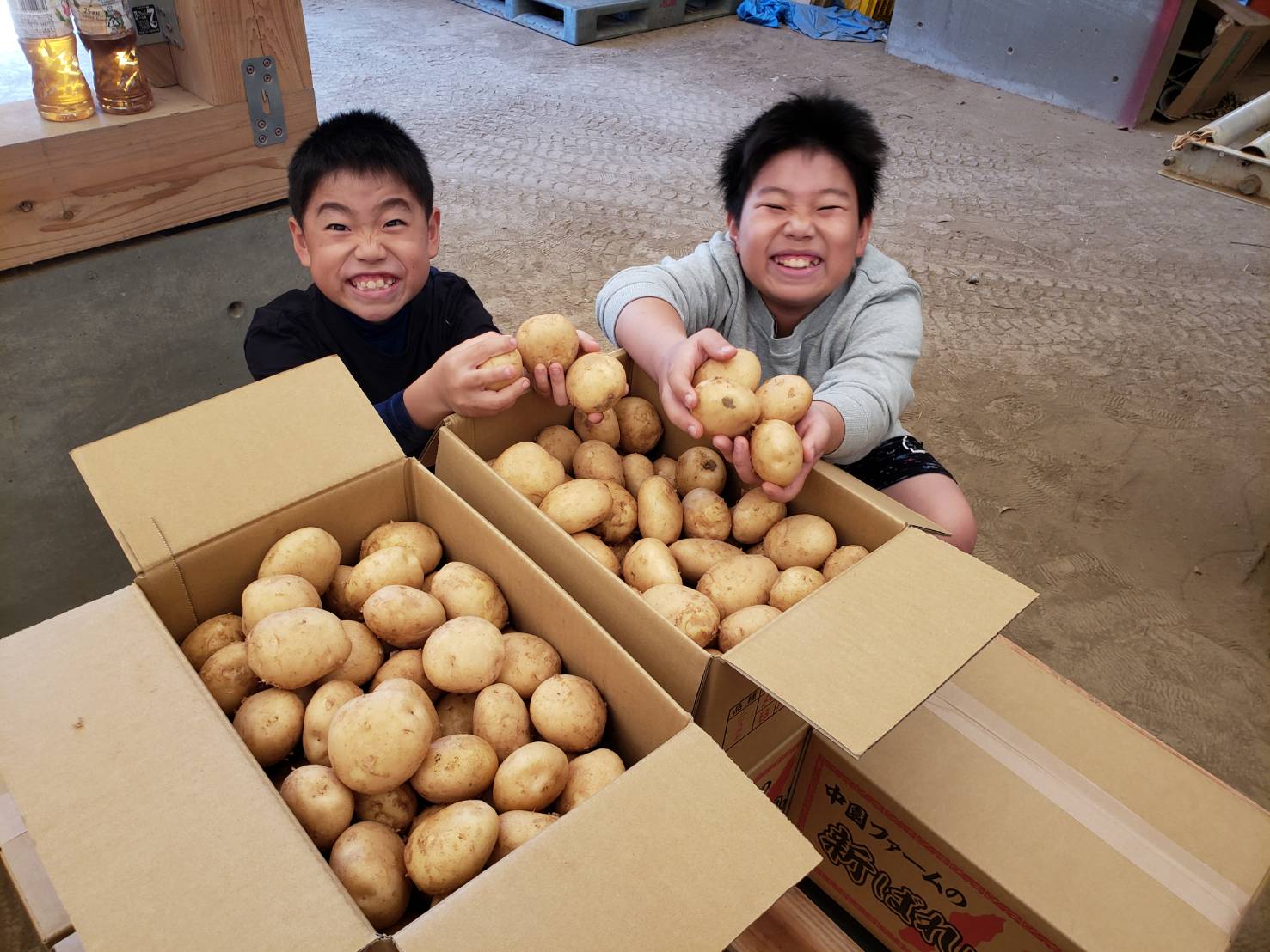 【ふるさと納税】【2026年収穫分】今が旬 種子島 中園ファーム 新じゃがいも ＼ Lサイズ 10kg ／ 煮崩れしづらい 煮物 や フライドポテト どんな料理にも合う じゃがいも ニシユタカ
