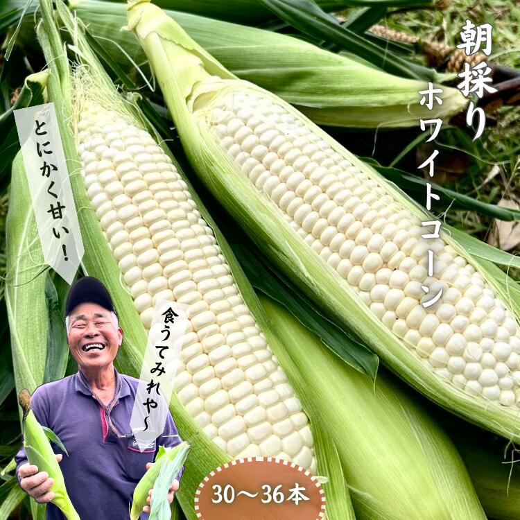 【ふるさと納税】 ＼先行予約／ 種子島 産 ホワイトコーン（30～36本）5月期間限定