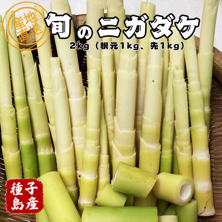 【ふるさと納税】\先行予約/ 種子島産 ニガダケ(根元部分と先部分)計2kg