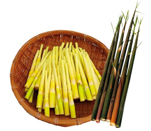 【ふるさと納税】  ニガダケ なのに 甘い 種子島産の タケノコ 苦竹 2kg 柔らかく 筍 特有のサクッとした食感で トウモロコシ に似た香り の 竹の子 あく抜き不要 天ぷら 煮物 味噌汁 の具材 としてもオススメ