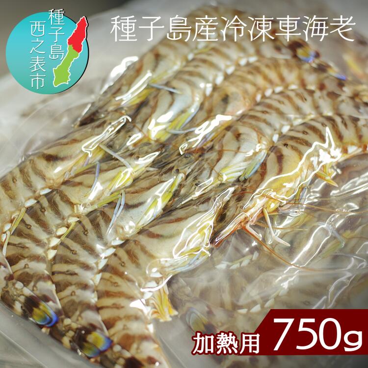 【ふるさと納税】　黒潮で育んだ 種子島 の 車えび 250g（9～15尾前後）×3パック ＼化学薬品等不使用／ 天然 にも負けない 安全で おいしい 養殖 車海老 便利な 加熱用 真空パック 冷凍 エビ