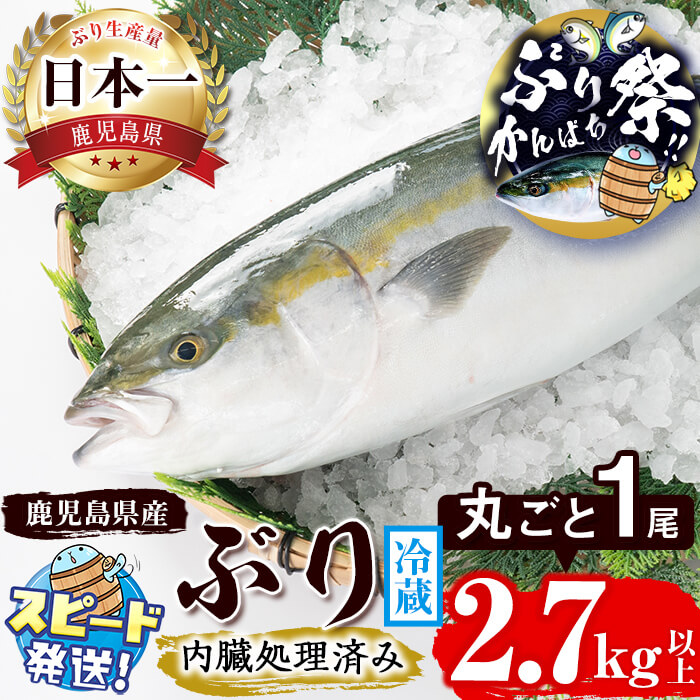 【ふるさと納税】＜すぐ届く！＞鹿児島産ぶり丸ごと1尾(2.7kg以上・内臓処理済み)ぶり ブリ 鰤 魚 海鮮 魚介 刺身 さしみ しゃぶしゃぶ 焼魚 煮魚 丸ごと 国産 鹿児島県産 垂水市産 冷蔵 養殖 ぶり職人 1本【アクアブルー】C3-4715