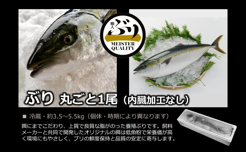 ふるさと納税 冷蔵ぶり１尾鹿児島県産 養殖生産量日本一刺身