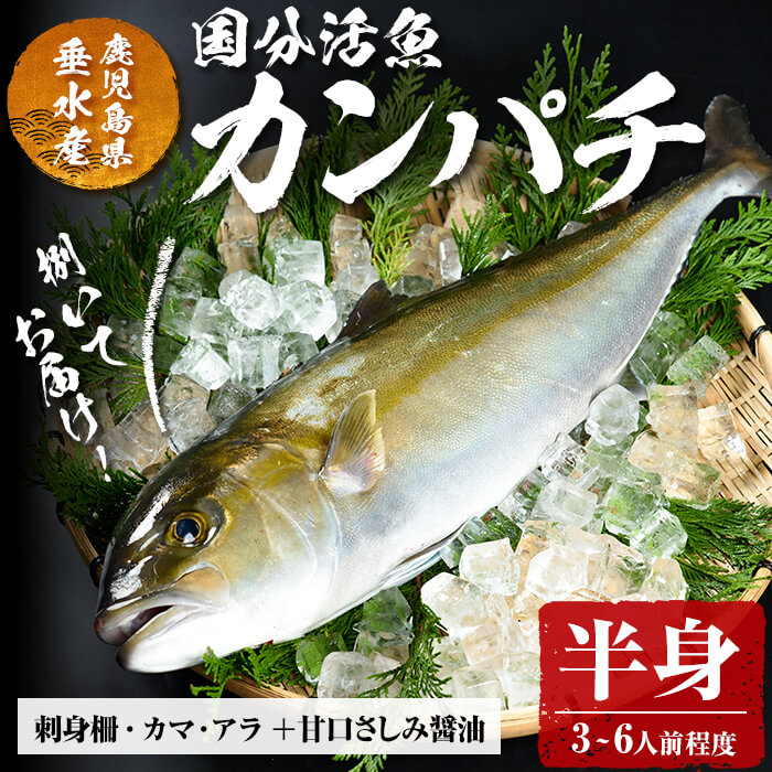 【ふるさと納税】鹿児島県垂水市産カンパチ(半身)甘口さしみ醤油付き かんぱち カンパチ  魚 海鮮 魚介 刺身 さしみ しゃぶしゃぶ 焼魚 煮魚 国産 鹿児島県産 垂水市産 冷蔵【国分活魚】B2-6401