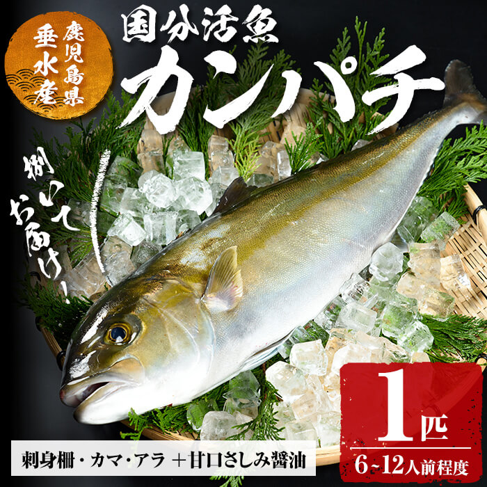 【ふるさと納税】鹿児島県垂水市産カンパチ(1匹)甘口さしみ醤油付き かんぱち カンパチ  魚 海鮮 魚介 刺身 さしみ しゃぶしゃぶ 焼魚 煮魚 丸ごと 国産 鹿児島県産 垂水市産 冷蔵 1本【国分活魚】C3-6401