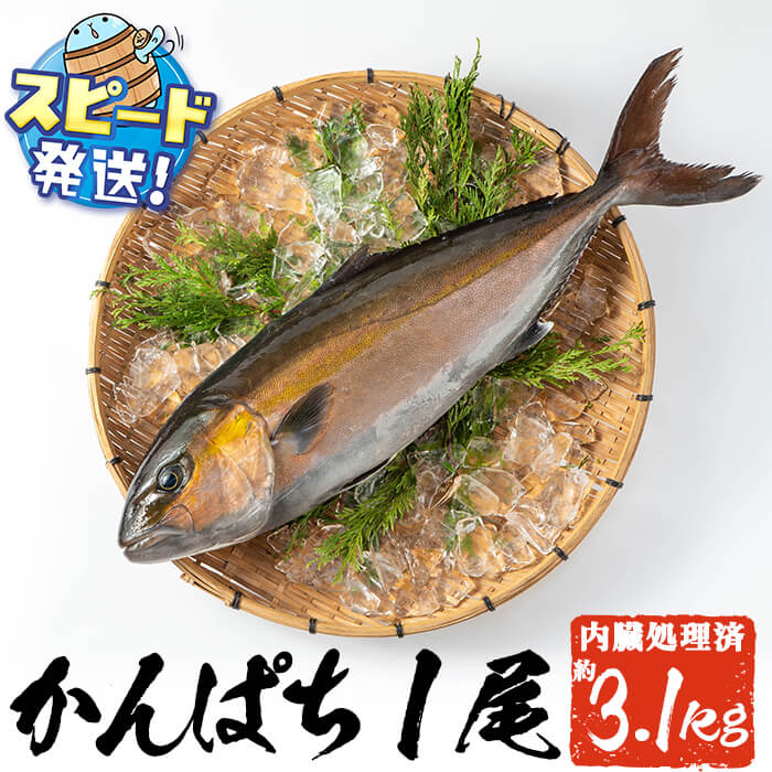 かんぱち  楽天市場】【ふるさと納税】鹿児島県垂水市産カンパチ『海の桜勘