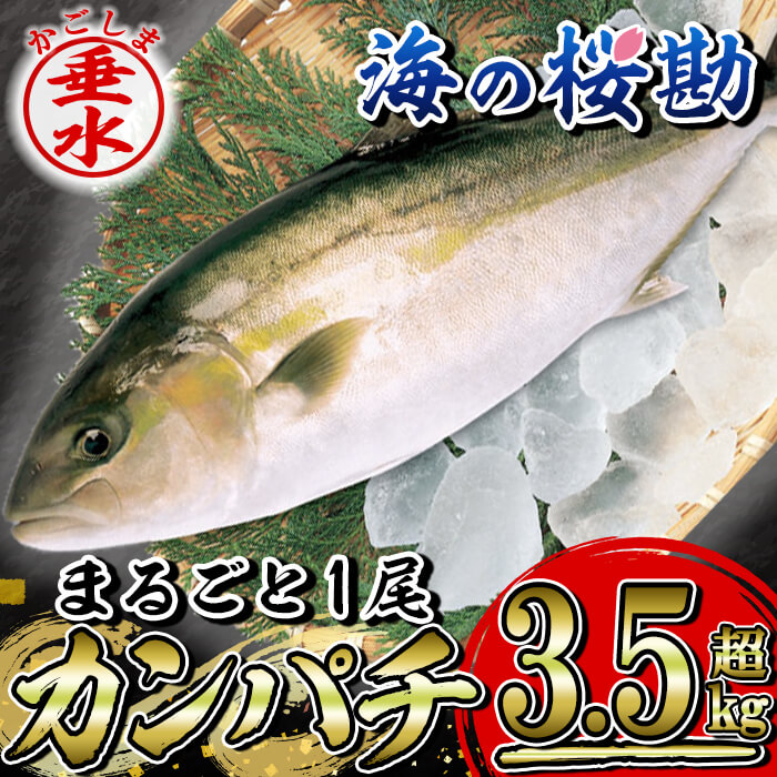 楽天市場】【ふるさと納税】鹿児島産冷凍ぶりスライス(刺身