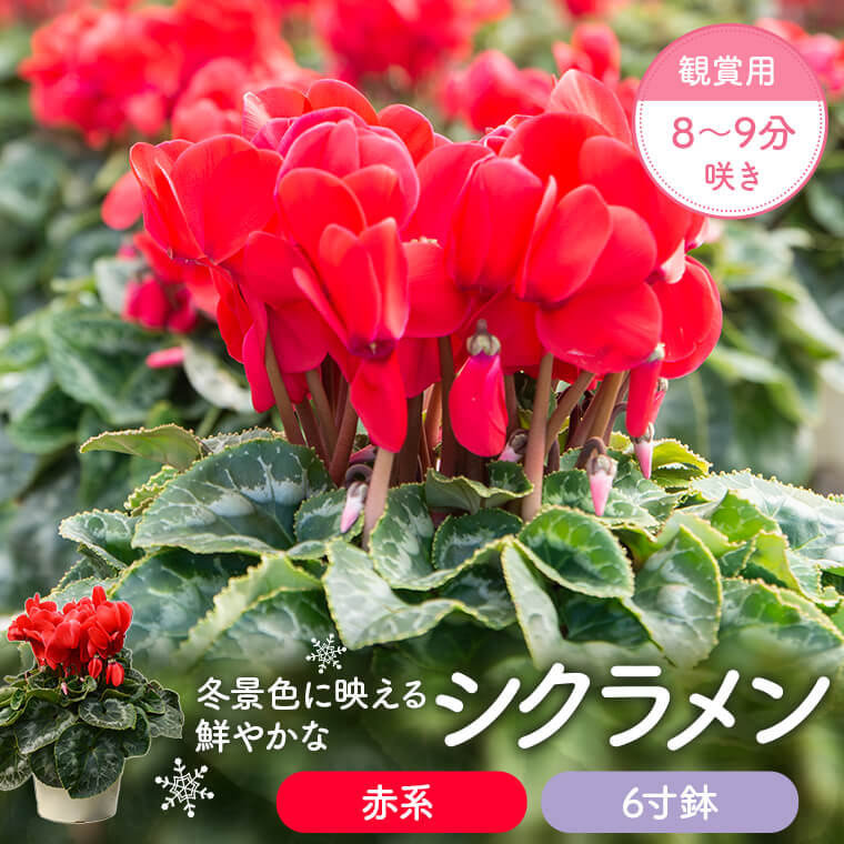 楽天市場 ふるさと納税 シクラメン 赤系 5 5寸鉢 観賞用8 9分咲き シクラメン 花鉢 観賞用 ギフト 赤 冬の定番 須賀園芸 5 5寸鉢 鹿児島県 薩摩川内市 送料無料 鹿児島県薩摩川内市