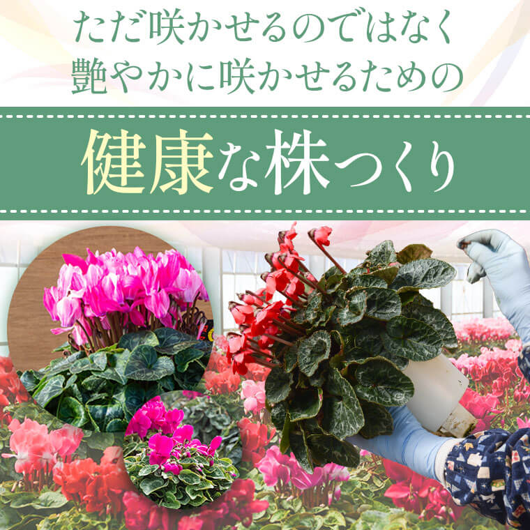 最大60 Offクーポン シクラメン ピンク系 5 5寸鉢 観賞用8 9分咲き 花鉢 観賞用 ギフト 赤 冬の定番 須賀園芸 鹿児島県 薩摩川内市 送料無料 Fucoa Cl