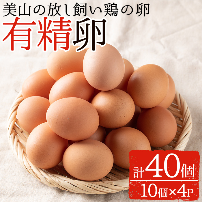 市場 ふるさと納税 10個入×4P 鹿児島県産有精卵 放し飼い鶏のたまご 計40個